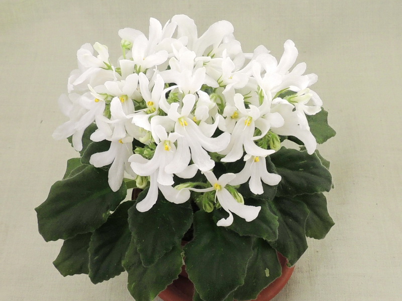Lunar Lily White
