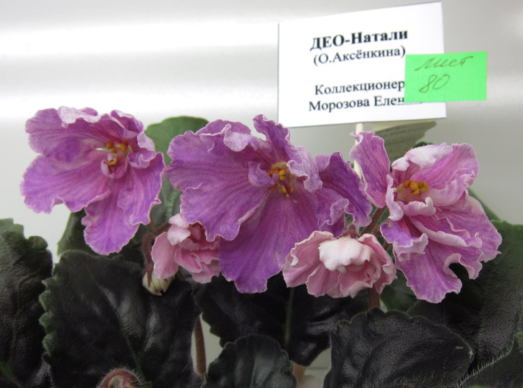 ДЕО-Натали.jpg