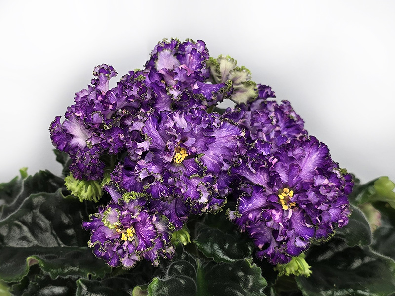 ГЕА-Альбатрос.jpg
