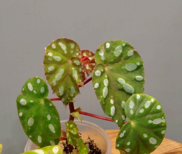 Jiewhoei Kiew