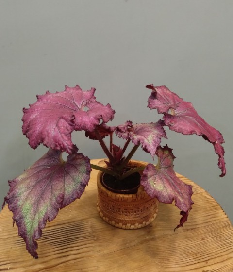 Mike's Mauve