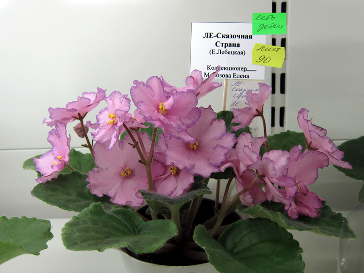 ЛЕ-Сказочная-Страна.jpg