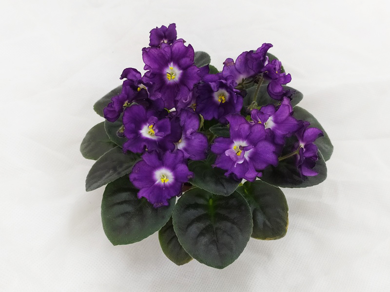 2. ML-Черника (MinivioletLux), колл.Е.Галицкая.jpg