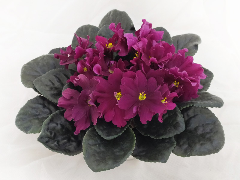 1. ЛЕ-Вега (Е.Лебецкая), колл. Е.Галицкая.jpg