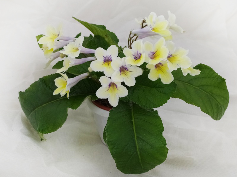 1. Bristol's Zesty Lemon (Robinson), колл. О.Кособокова.jpg