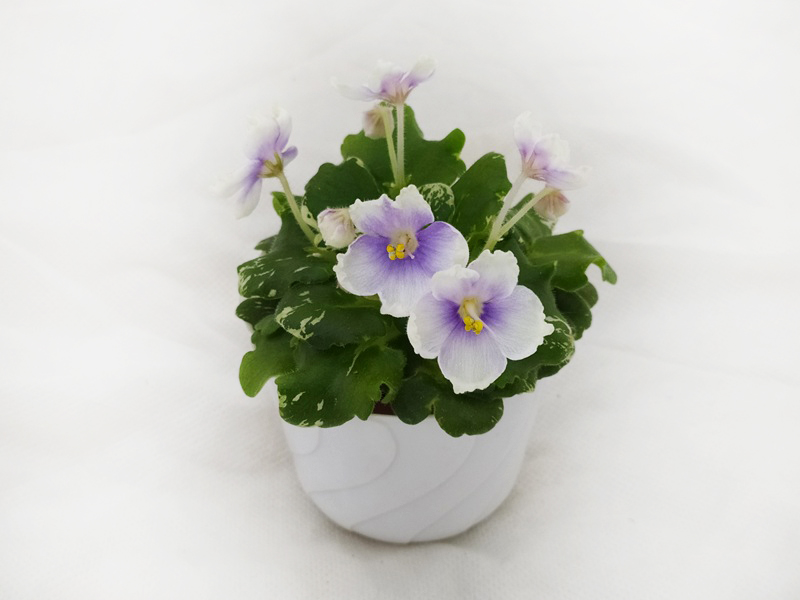 3. ML-Снежинки (Miniviolets Lux), колл. Т.Клещукова.jpg