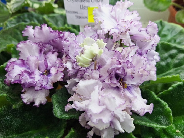 Ален-Organza Purpur.jpg