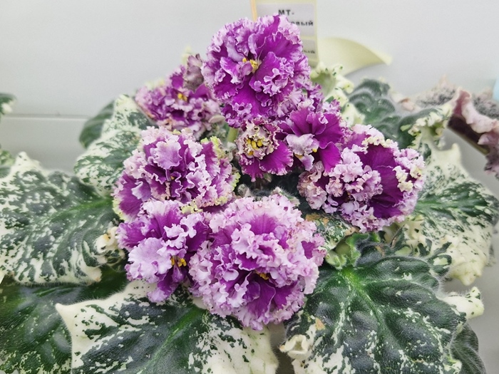 МТ-Малиновый Лед.jpg