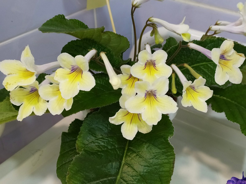 Bristol's Zesty Lemon.jpg
