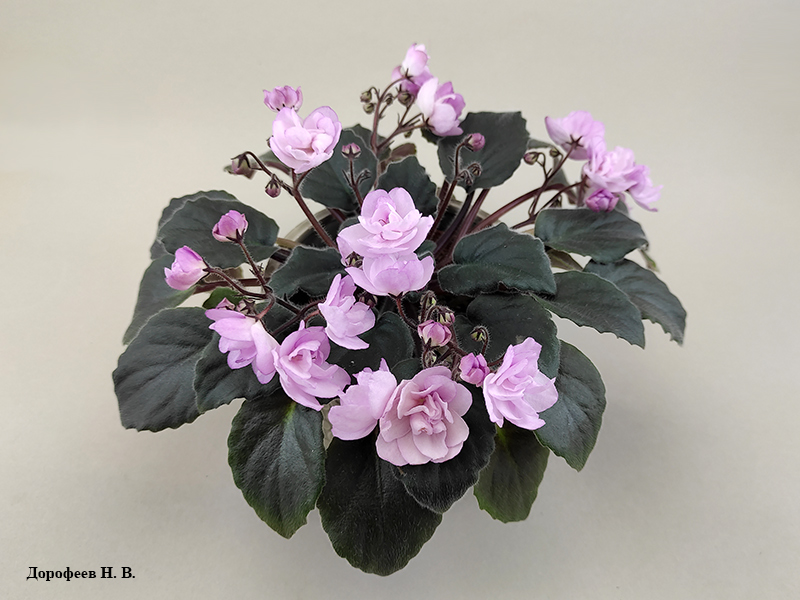Ness' Satin Rose