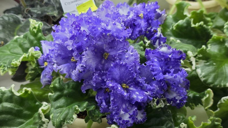 20251024_150559(1)МТ-Звёздная Колыбель .jpg