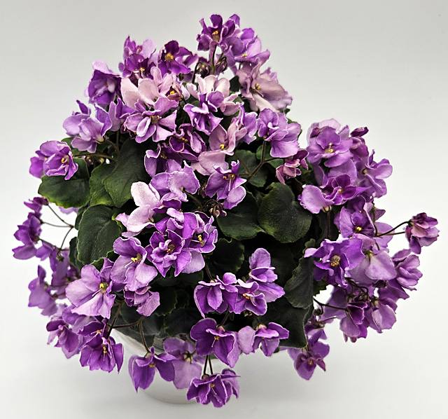 трейлер_ГЕА_Девичьи_Грезы.jpg