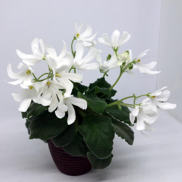 Lunar Lily - White.jpg