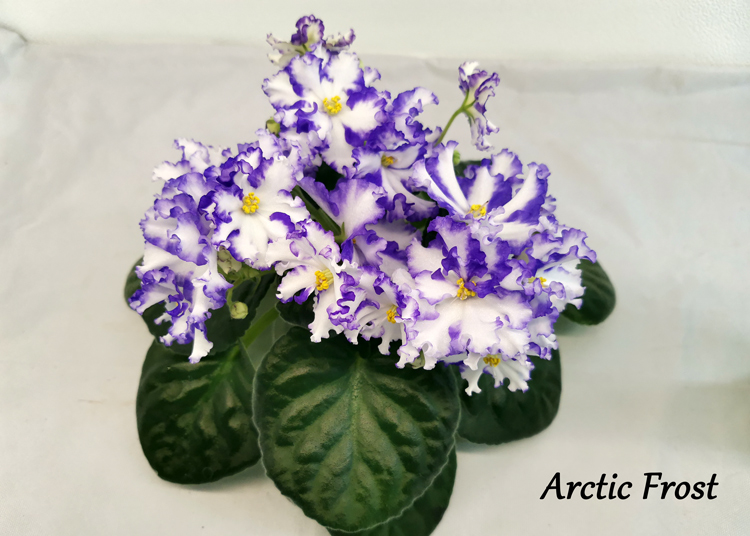 Arctic-Frost.jpg