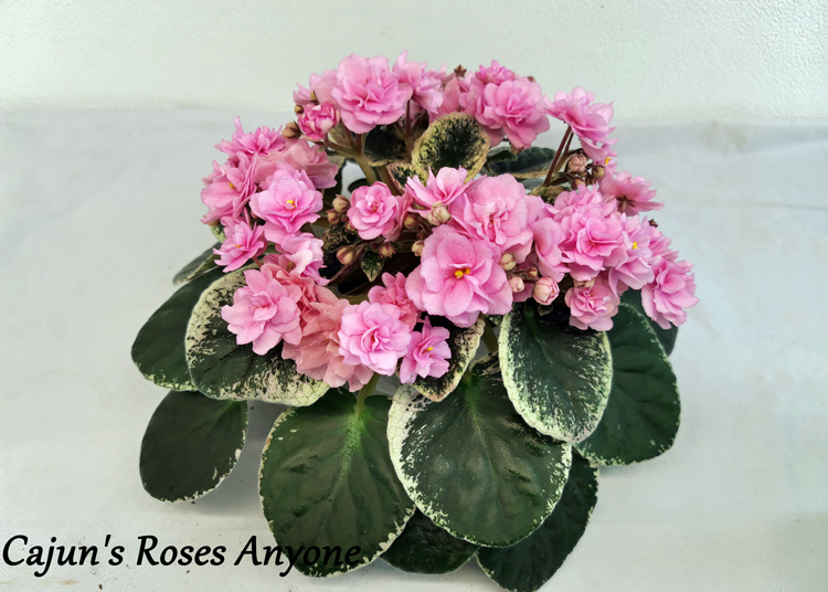 Cajun's-Roses-Anyone.jpg