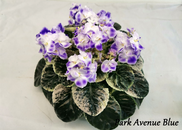 Park-Avenue-Blue.jpg