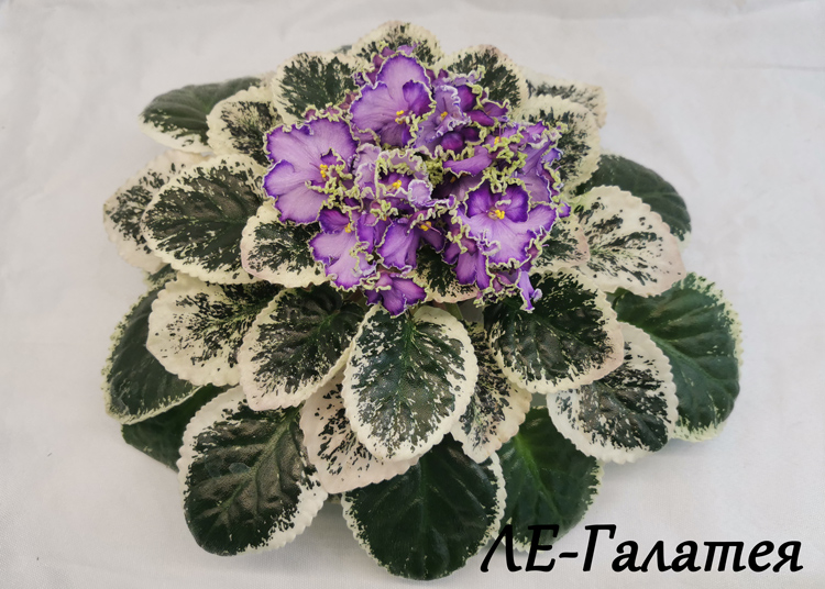 ЛЕ-Галатея.jpg