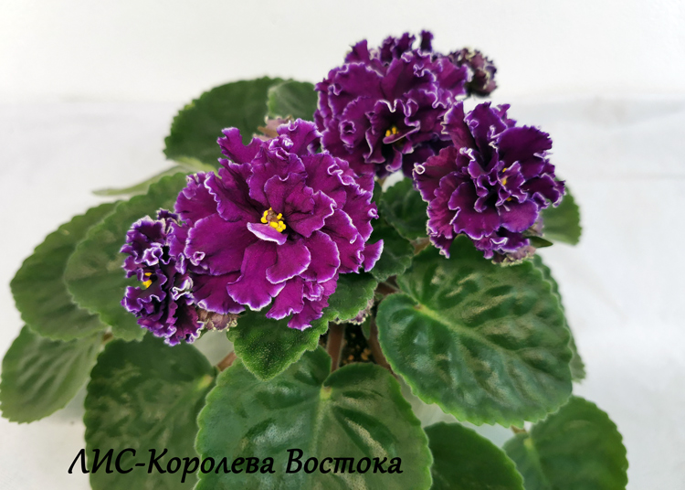 ЛИС-Королева-Востока.jpg