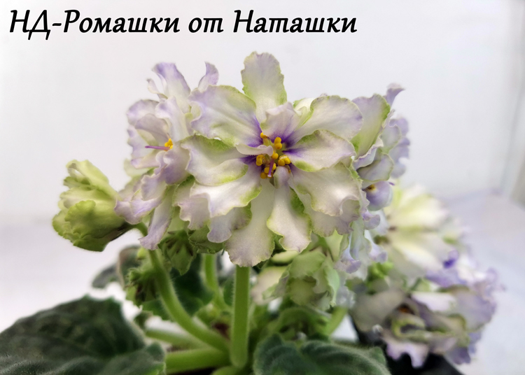 НД-Ромашки-от-Наташки.jpg