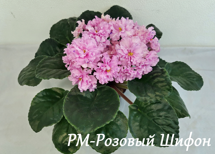 РМ-Розовый-Шифон.jpg