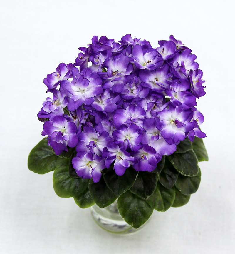 1 место – Sugar Plum (М. Самохина), колл. М. Шум