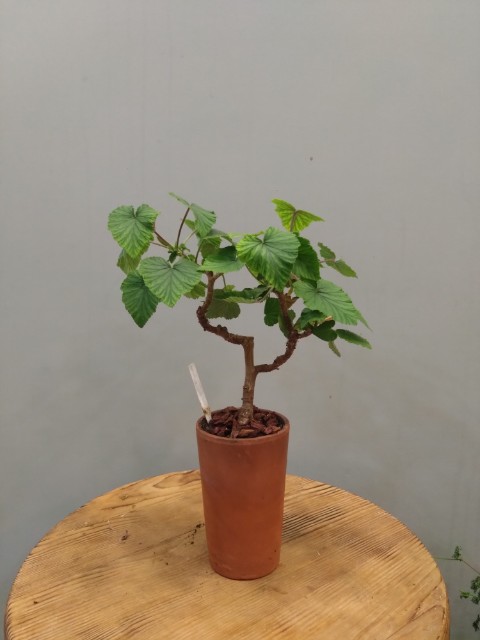 Pelargonium cordifolium