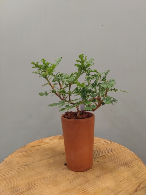 Pelargonium Poquito