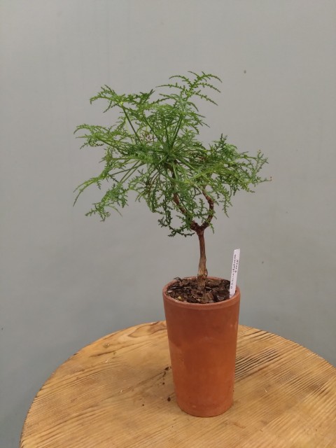 для P. Filicifolium