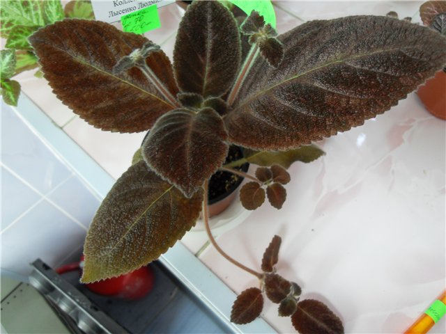 Chocolate Velour