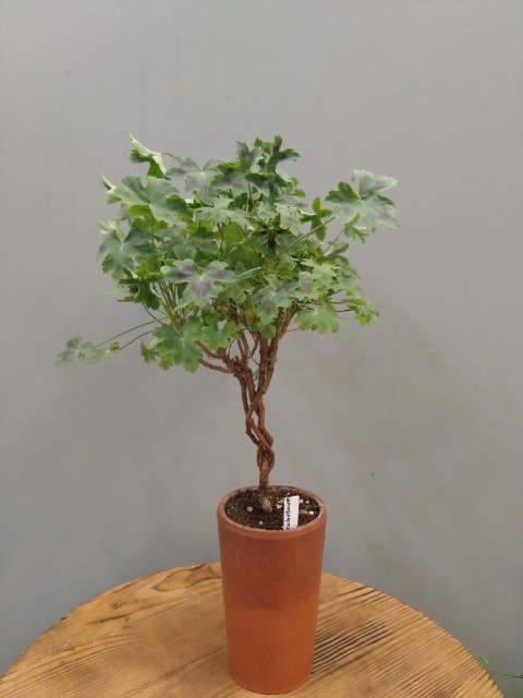 Pelargonium soniculaetobium
