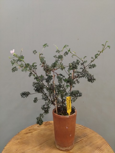 Pelargonium myrrhifolium