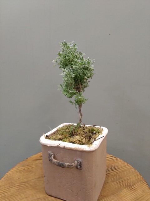 Artemisia afra