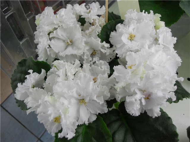 ЛЕ-Жизель