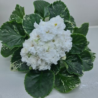 ЛЕ-Белая Камелия