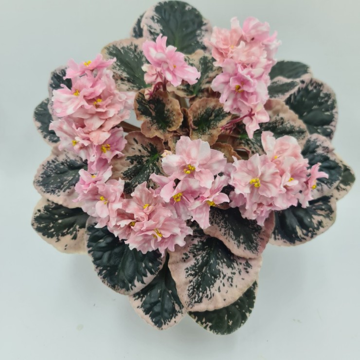 Rivermist Pearl
