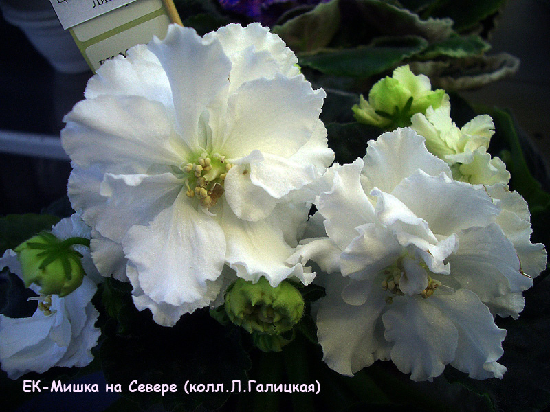 CIMG0594.JPG