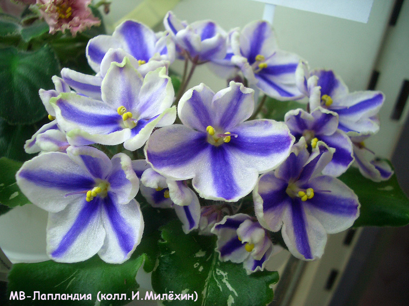 CIMG0604.JPG