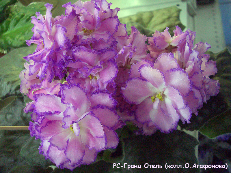 CIMG0610.JPG