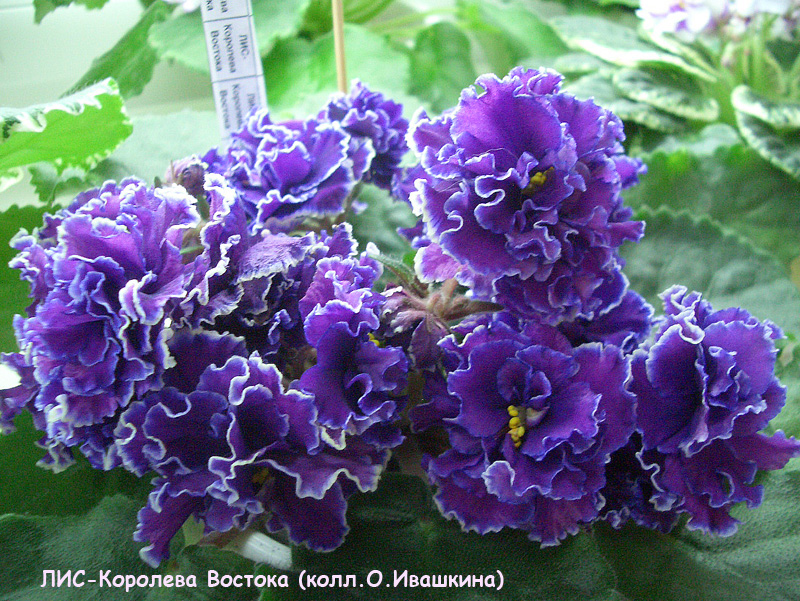 CIMG0622.JPG