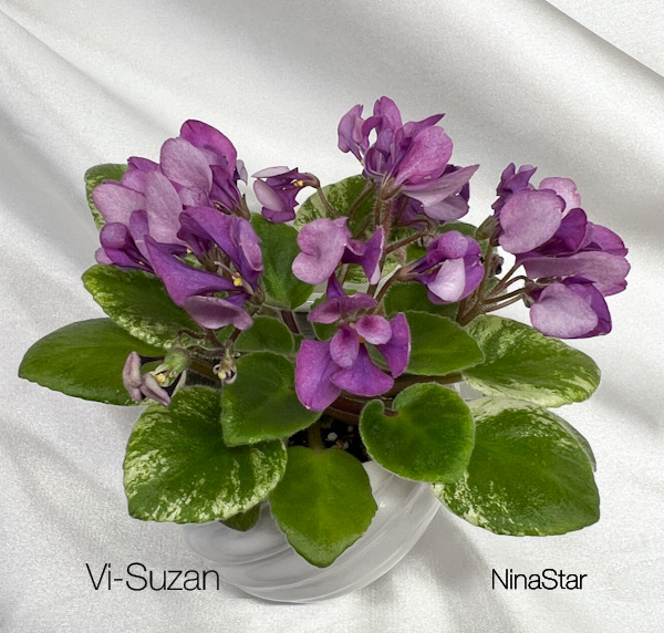 Vi-Suzan