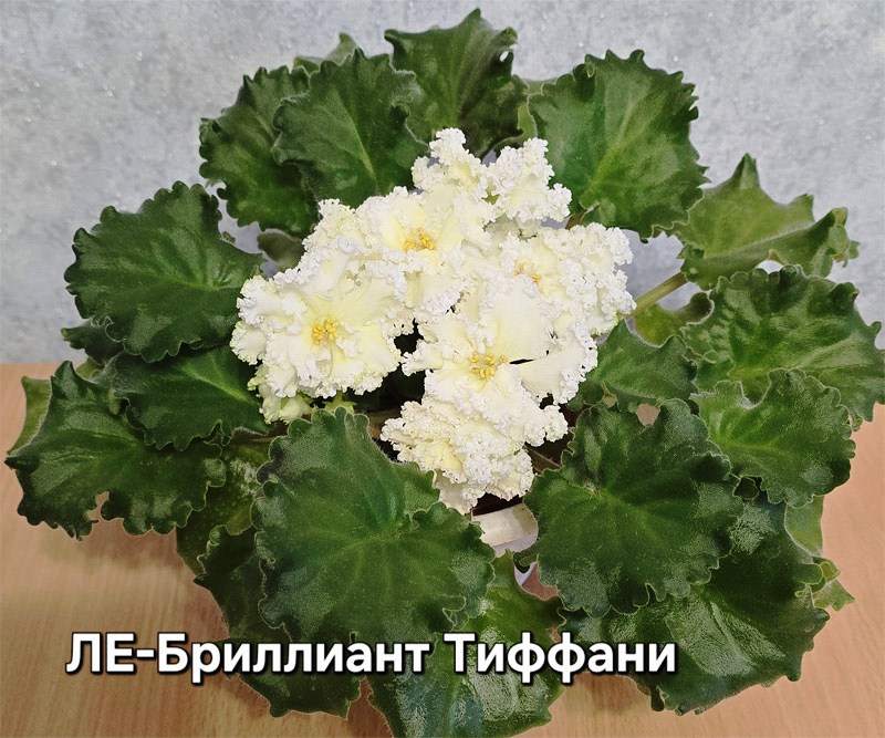 ле-бриллиант-тиффани.jpg