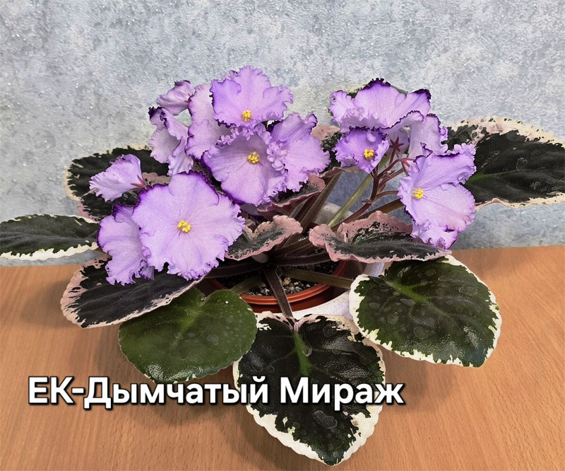 ек-дымч-мираж.jpg
