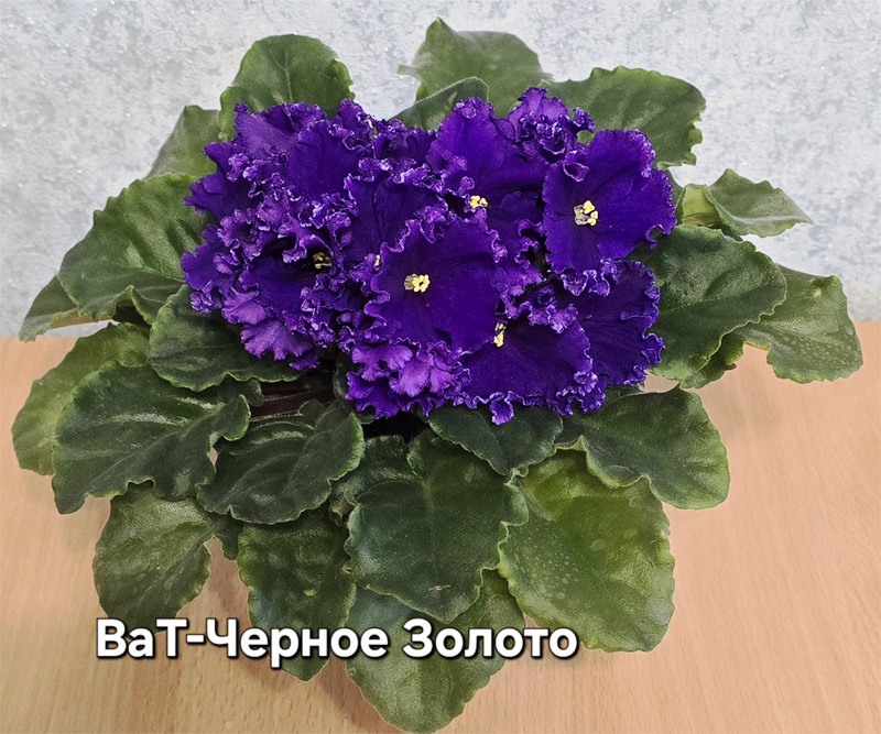 ват-черное-золото.jpg