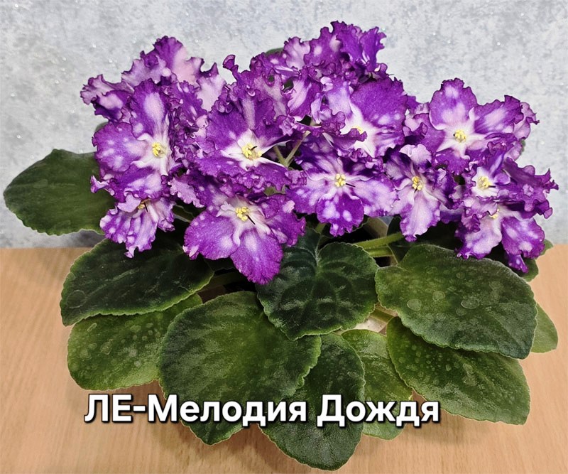 ле-мелодия-дождя.jpg