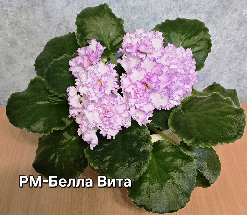 рм-белла-вита.jpg