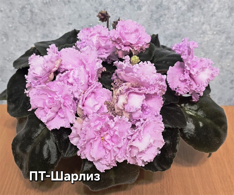 пт-шарлиз.jpg