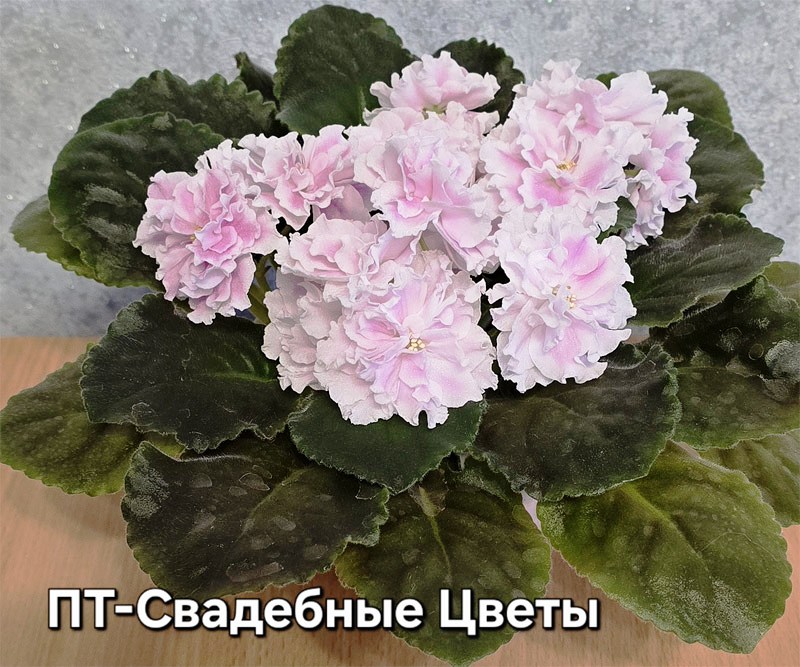 пт-свад-цветы.jpg