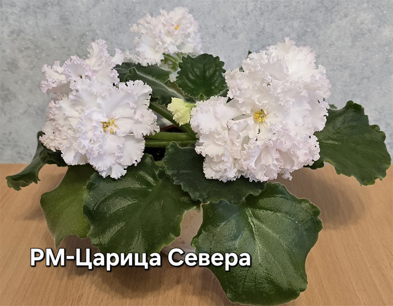 рм-царица-севера.jpg