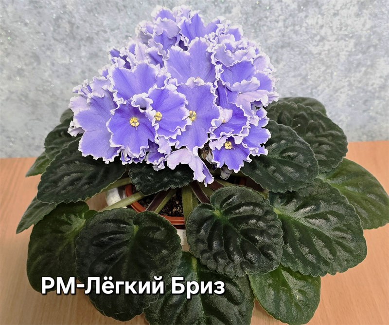 рм-легкий-бриз.jpg