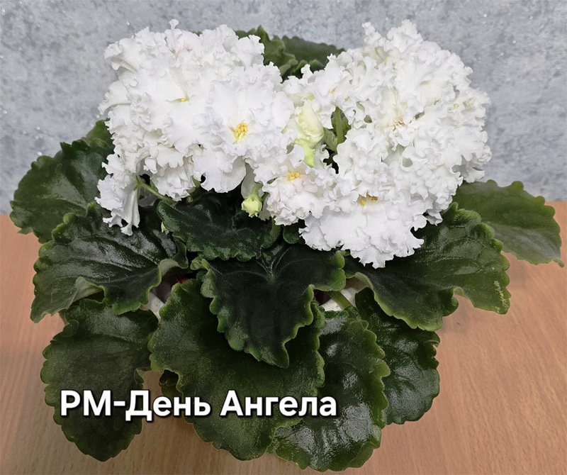 рм-день-ангела.jpg